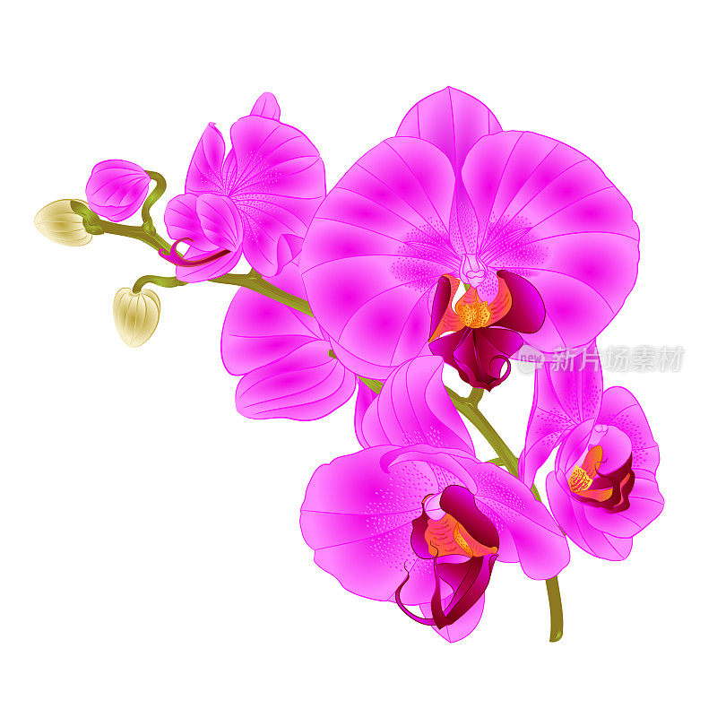 枝条兰花，紫色花朵，热带植物蝴蝶兰，在白色的背景下vintage vector植物学插图设计